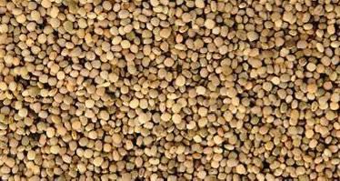 Guar Seeds